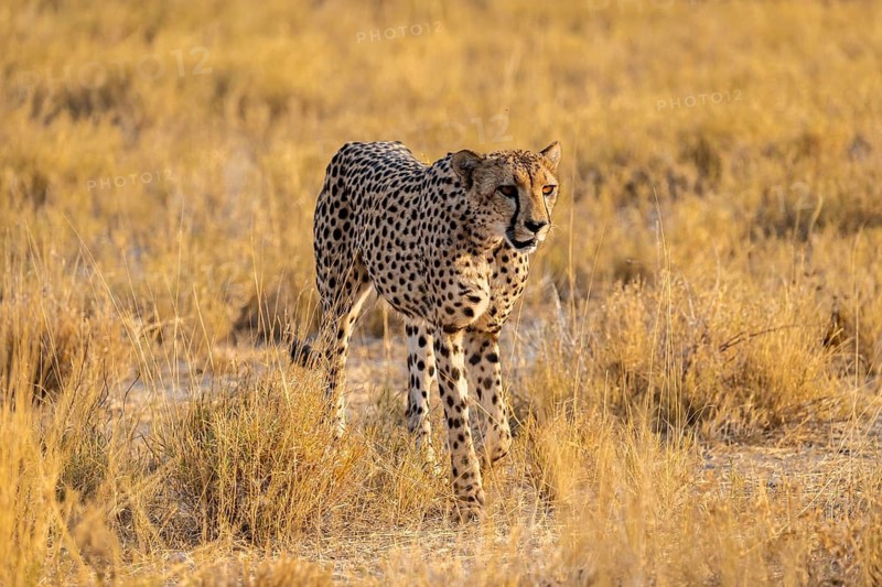 Cheetah (Acinonyx jubatus) running in dry savannah, Etosha National Park, Namibia