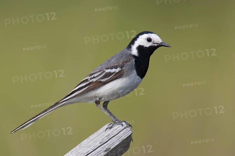 White Wagtail (Motacilla alba), Brandenburg, Germany