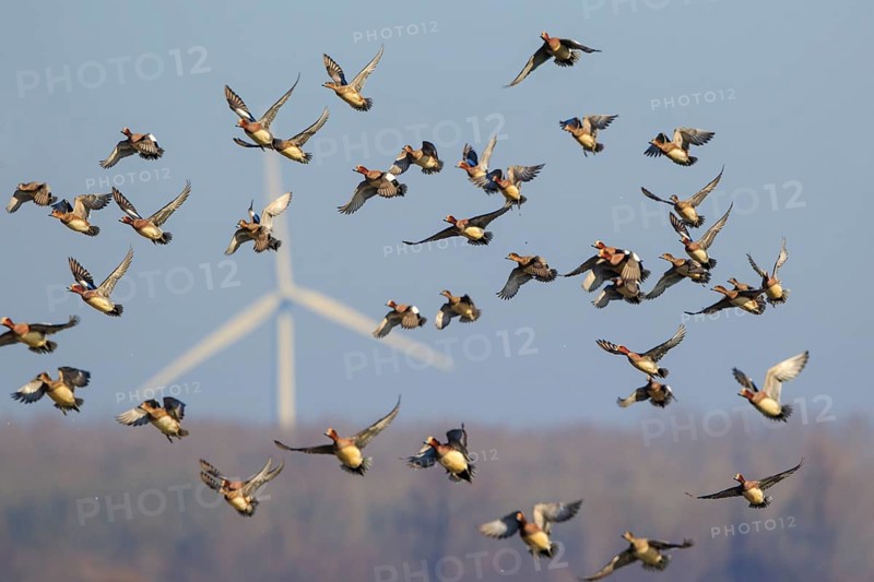 Eurasian Wigeon (Mareca penelope) flock flying, Netherlands