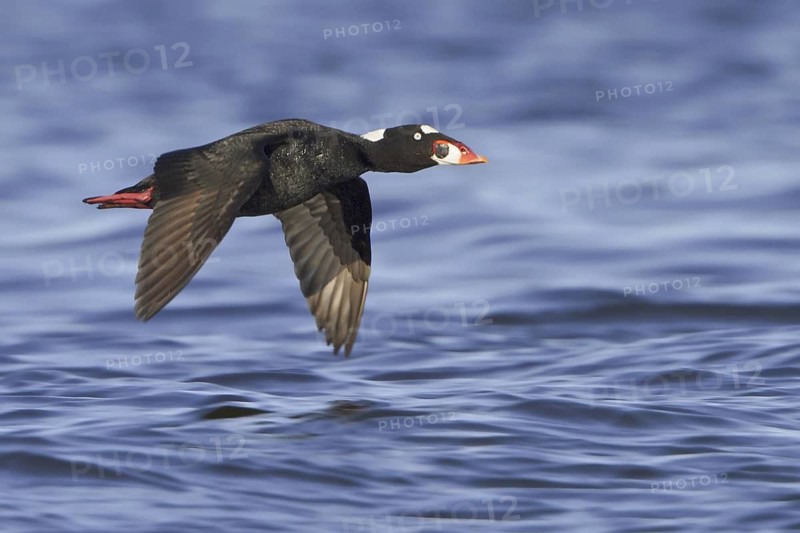 Surf Scoter (Melanitta perspicillata) male flying, Manitoba, Canada