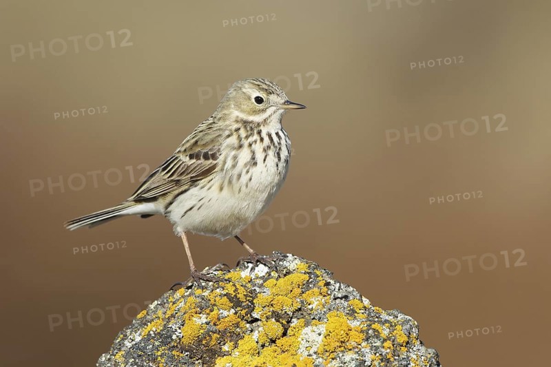 Meadow Pipit (Anthus pratensis), Iceland