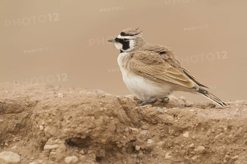 Temminck's Lark (Eremophila bilopha), Morocco