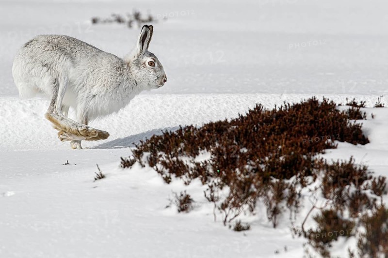 Mountain Hare (Lepus timidus), adult with winter pelage running through snow on hillside, Cairngorms National Park, Scotland, United Kingdom