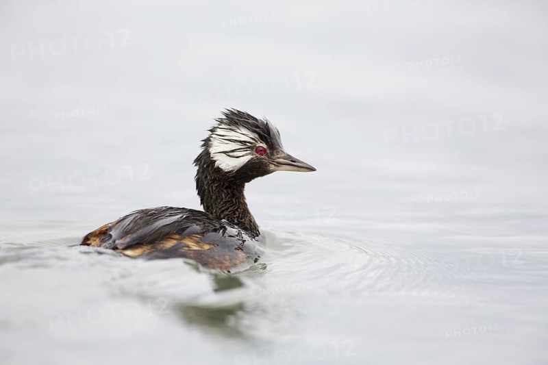 White-tufted Grebe (Rollandia rolland), Chubut, Argentina