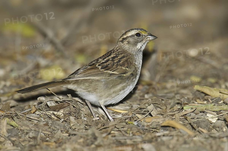 White-throated Sparrow (Zonotrichia albicollis), Arizona, USA