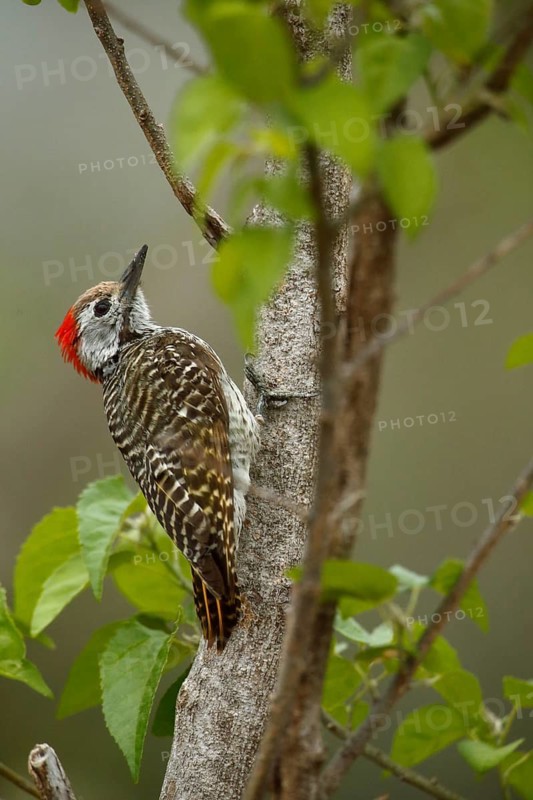 Golden-tailed Woodpecker (Campethera abingoni) female, Kruger National Park, South Africa