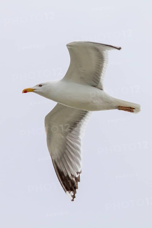 Yellow-Legged Gull (Larus cachinnans), adult in flight, Galicia, Spain