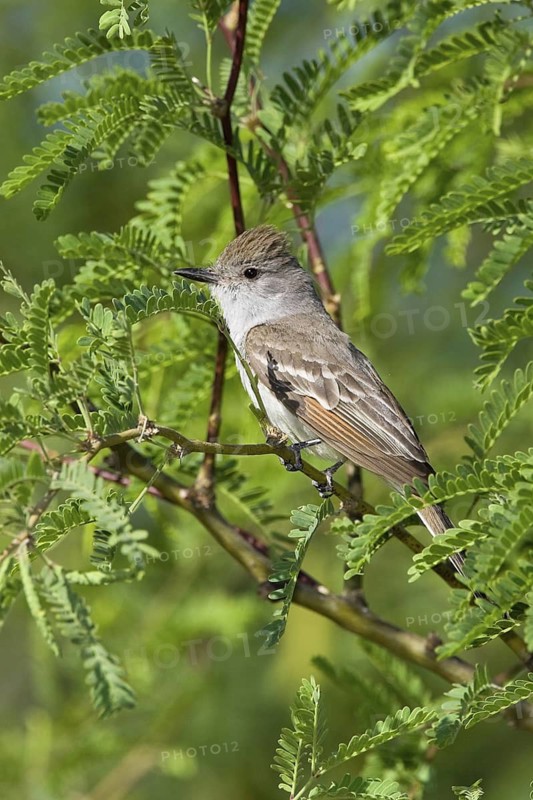 Ash-throated Flycatcher (Myiarchus cinerascens), Arizona, USA
