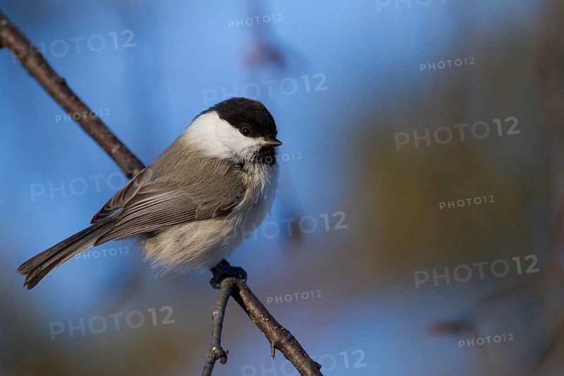 Willow Tit - Weidenmeise - Poecile montanus ssp. borealis, Finland