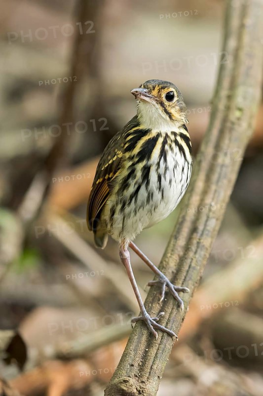 Streak-chested Antpitta (Hylopezus perspicillatus) perched on a branch in Panama