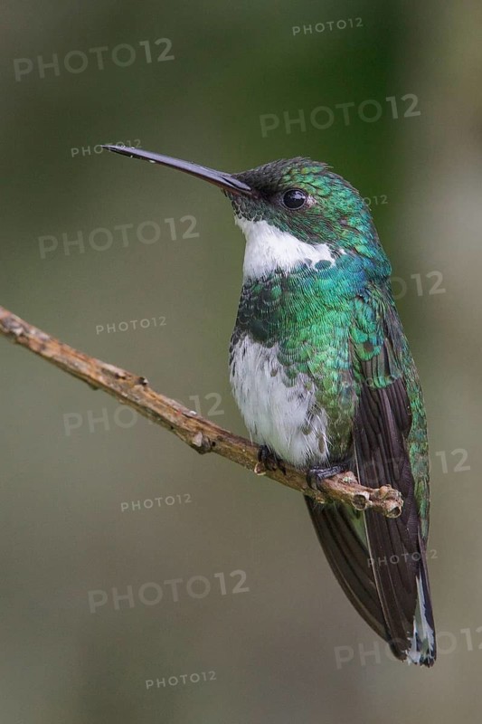 White-throated Hummingbird (Leucochloris albicollis) perched on a branch in the Atlantic rainforest of southeast Brazil