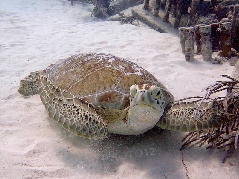 Green turtle (Chelonia mydas)