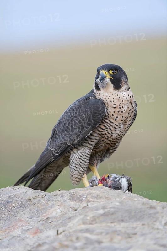 Peregrine Falcon (Falco peregrinus) female, Saxony, Germany