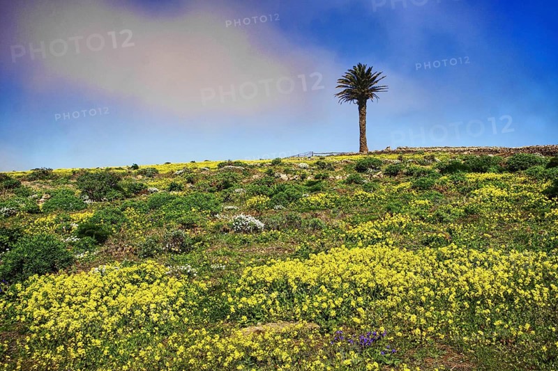 A palm tree stands alone on a hill with yellow flowers under a blue sky, Mirador de Ermita de Las Nieves Lanzarote