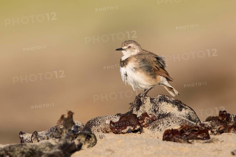 White-fronted Chat (Epthianura albifrons) female perched on the ground, Victoria, Australia