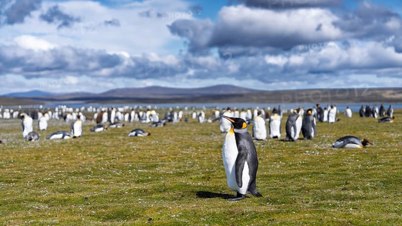 King penguin (Aptenodytes patagonicus), single animal in the foreground in front of colony on grass, cloudy sky, Volunteer Point, East Falkland, Falkland Islands