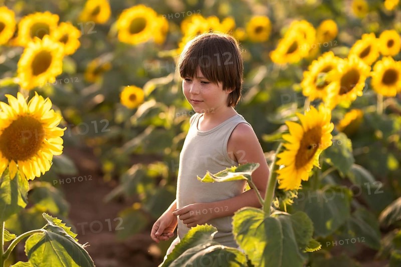 A young child wanders through a vibrant sunflower field under the warm sun. The scene captures the essence of summer, nature, and carefree childhood moments