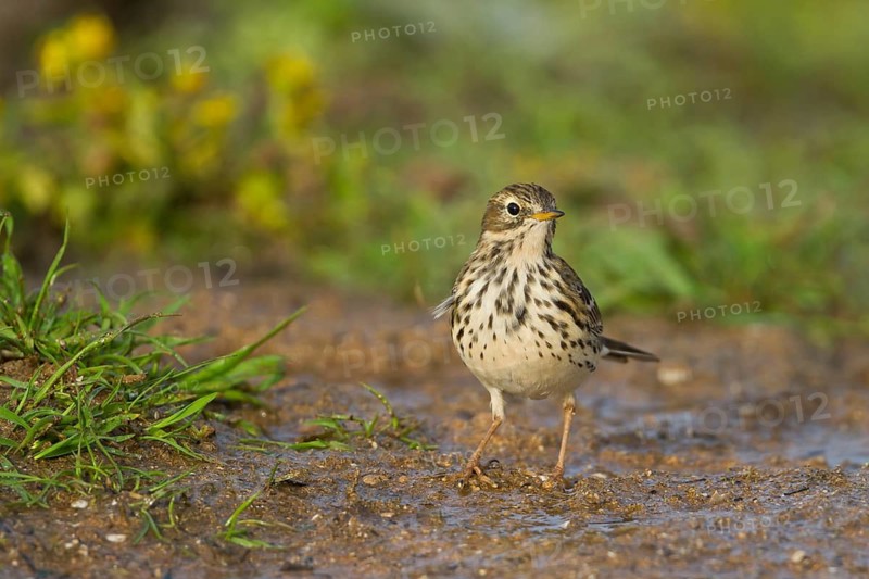 Meadow Pipit - Wiesenpieper - Anthus pratensis ssp. pratensis, Morocco