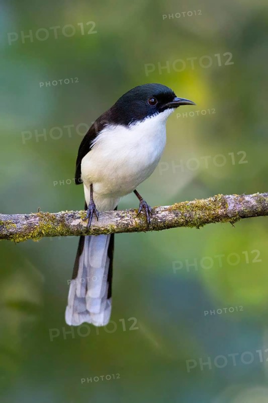 Dark-backed Sibia (Heterophasia melanoleuca), Thailand