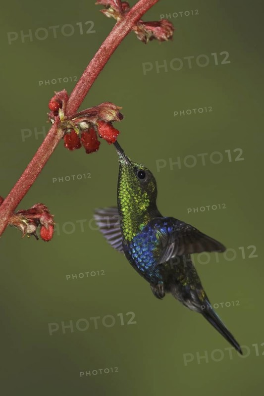 Crowned Woodnymph (Thalurania colombica fannyae), Ecuador