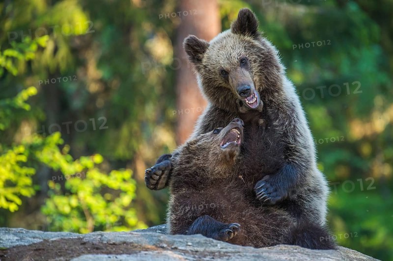 Eurasian Brown Bear (Ursus arctos) two fighting in forest, Finland