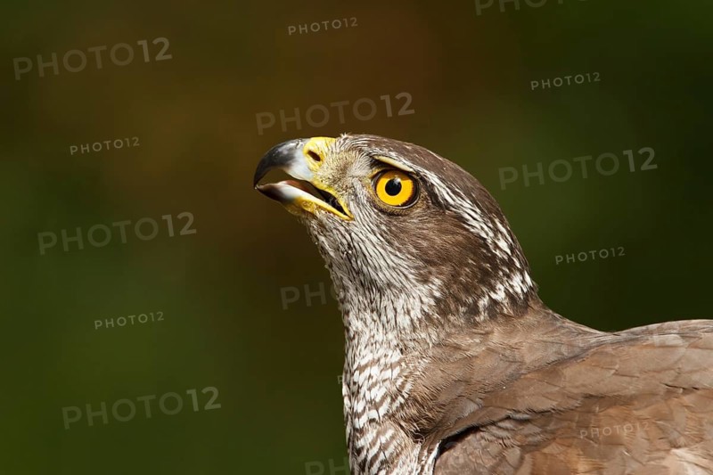 Northern Goshawk (Accipiter gentilis), Utrecht, Netherlands