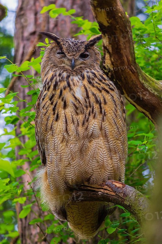 Portrait of an Eurasian Eagle Owl, Bubo bubo. Green vegetation in the background