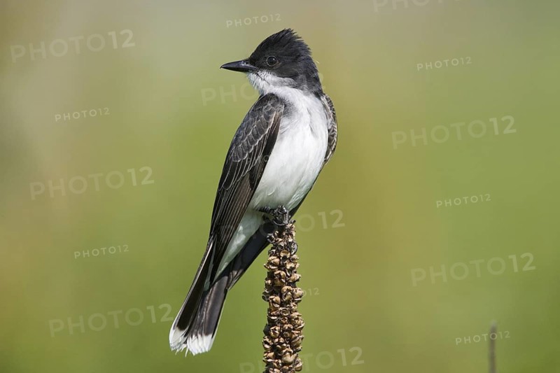 Eastern Kingbird Tyrannus tyrannus southern Illinois, United States 21 May Adult Tyrannidae