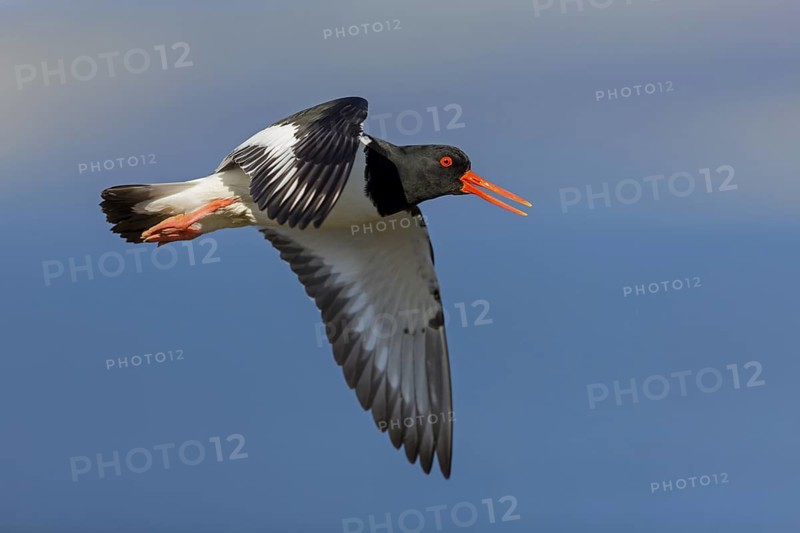 Oystercatcher, (Haematopus ostralegus), animals, birds, flight recording, wader, gull, alcove bird, flight recording, Hjarðarholt, Vesturland, Iceland