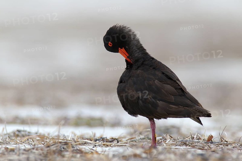 Sooty Oystercatcher (Haematopus fuliginosus), Western Australia, Australia