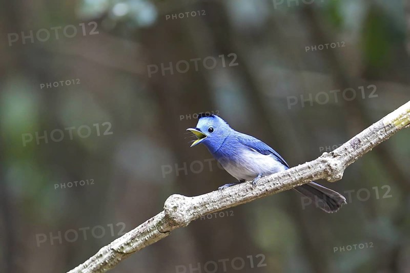 Black-naped Monarch (Hypothymis azurea) male singing, perched on a branch, Kaeng Krachan, Thailand