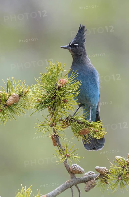 Steller's Jay (Cyanocitta stelleri) perched on a conifer branch, Colorado, USA