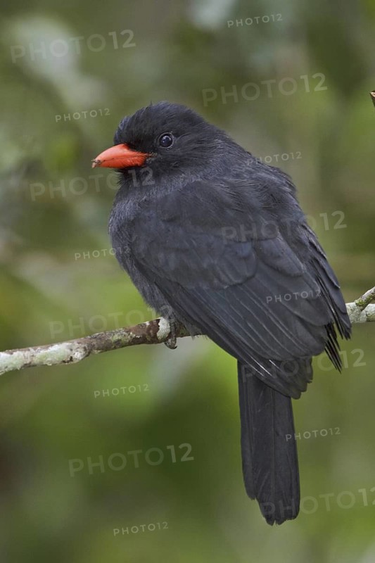 Black-fronted Nunbird (Monasa nigrifrons), Ecuador