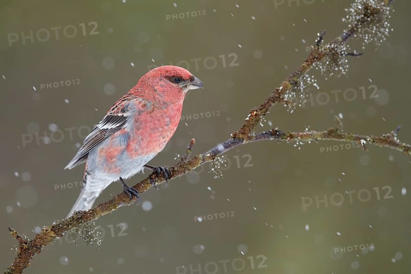 Pine Grosbeak (Pinicola enucleator) male perched on a branch in snowfall, Lapland, Finland