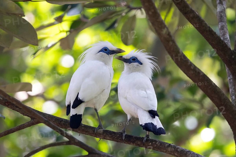 Bali Myna (Leucopsar rothschildi) pair, Bali, Indonesia