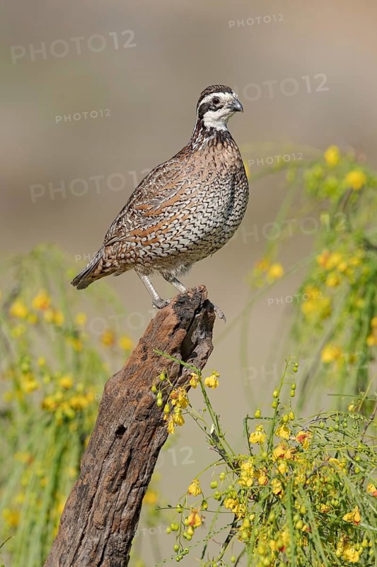 Northern Bobwhite (Colinus virginianus) male perched on a log, Texas, USA