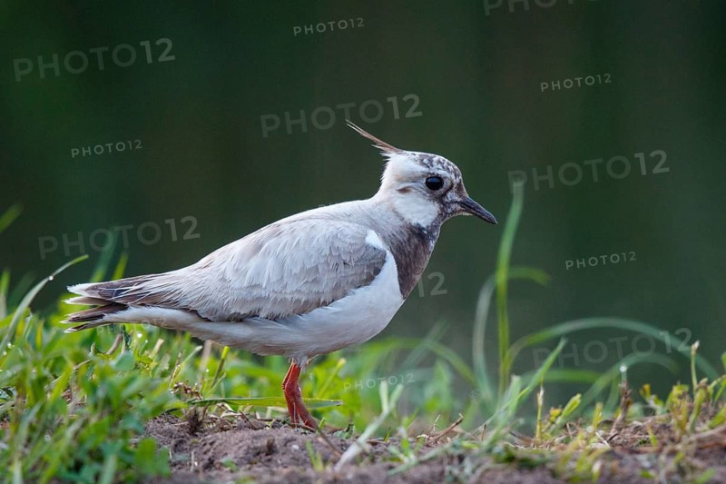 Northern Lapwing (Vanellus vanellus) partial albino, Netherlands