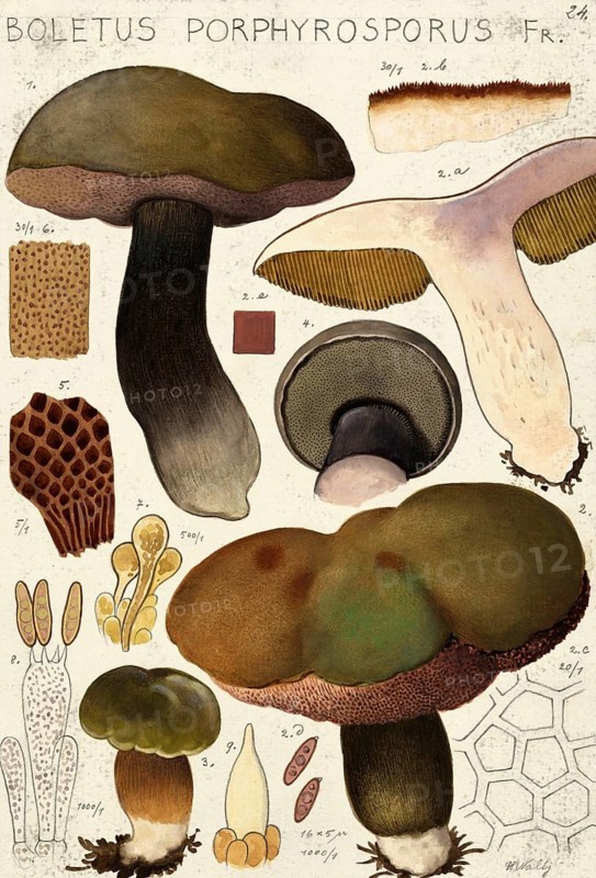Mushroom, fungi, Porphyrellus porphyrosporus, syn. Porphyrellus pseudoscaber, syn. Boletus pseudoscaber, authentic reproduction of an illustration by Hans Walty (1868-1948) from about 1915, historical