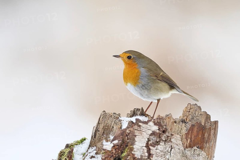 Robin (Erithacus rubecula), in winter on the ground in the snow, Wilnsdorf, North Rhine-Westphalia, Germany