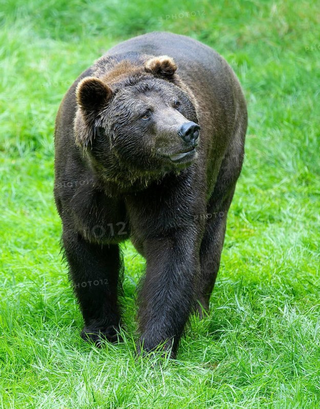 Brown bear (Ursus arctos) stands in a meadow and looks attentively, Germany