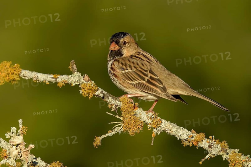 Harris's Sparrow (Zonotrichia querula) perched on lichen branch, Texas, USA