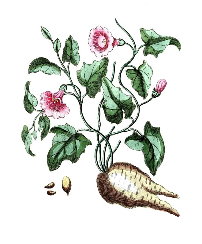 Concolculus mechoacanna, winch, digital reproduction of a historical model, between 1790 and 1810