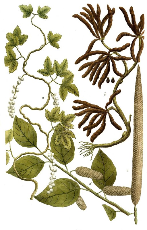 Botany, plants, illustration by Piper Longum, also known as Long Pepper or Pole Pepper, a. Piper album, b. Piper aethiopicum, c. Piper Longum, D. Piper Longum orientale