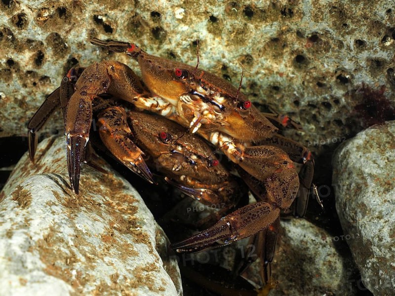 Velvet crab (Necora puber)