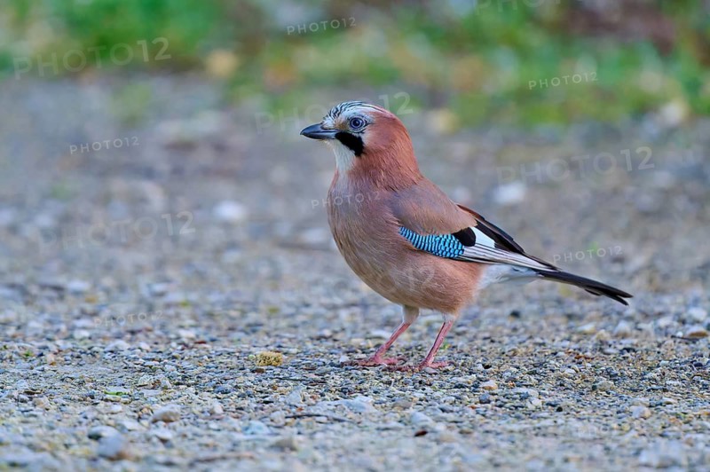 Eurasian Jay presenting itself from the side, lively plumage on stony ground, jay (Garrulus glandarius), spring, bird island, Altmühlsee, Muhr am See, Gunzenhausen, Franconian Lake District, Bavaria, Germany