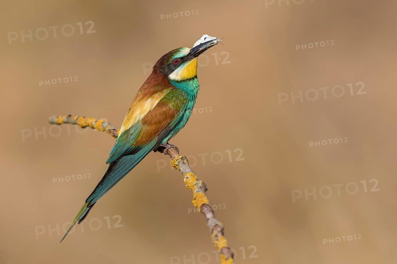 European Bee-eater (Merops apiaster) perched on a branch, Poland