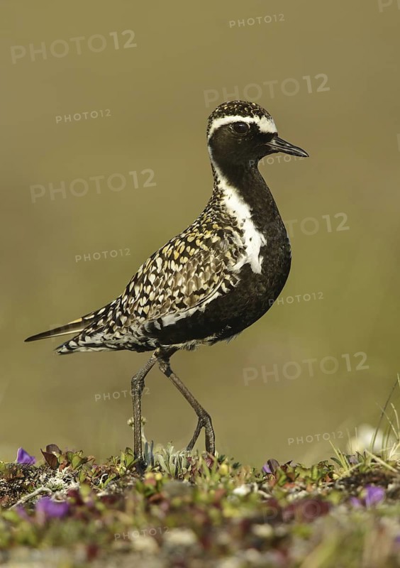 Pacific Golden Plover (Pluvialis fulva) male, Alaska, USA