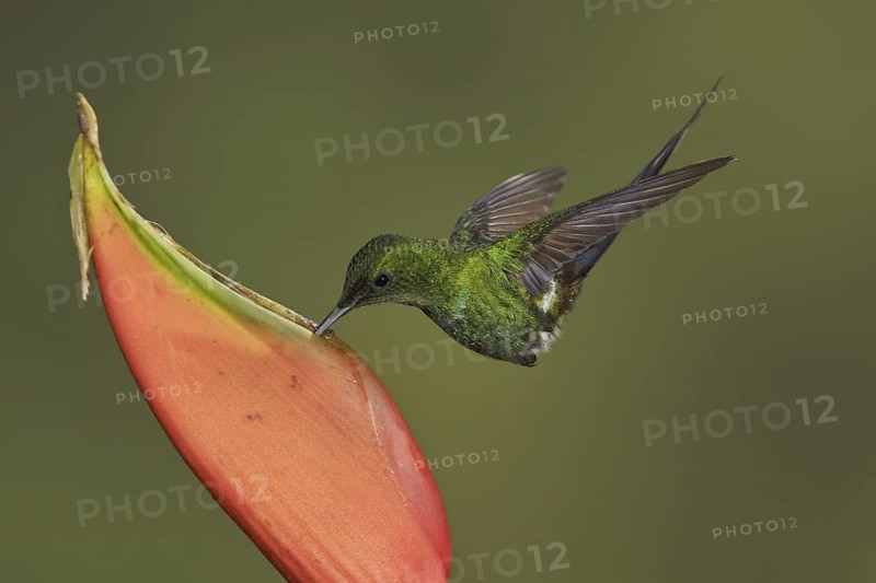 Black-bellied Thorntail (Discosura langsdorffi), Ecuador