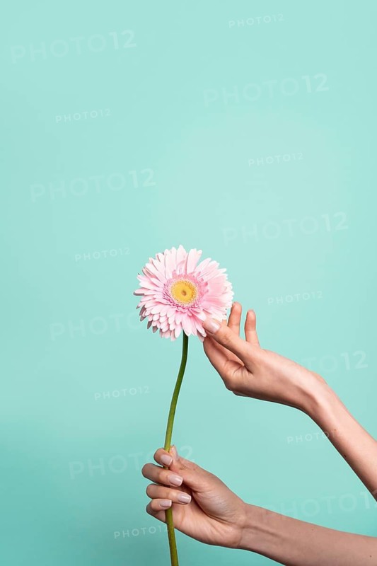 A hand gently holds a single pink daisy against a vibrant green background, showcasing the delicate beauty of nature and the simplicity of human connection with flowers