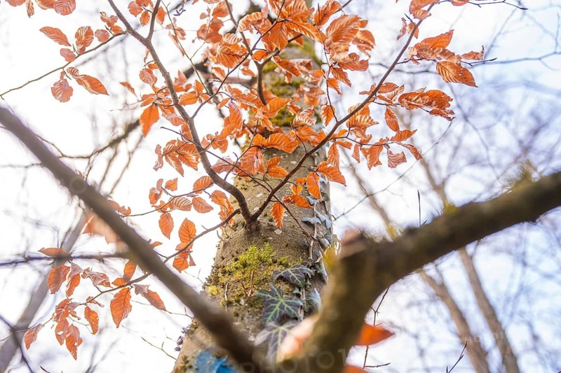 Red autumn leaves on a tree in an autumn forest, forest pasture compensation project by Hermann Hessebahn, Gechingen district of Calw, Germany